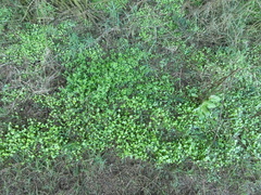 Claytonia perfoliata
