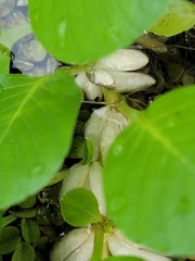 Ludwigia helminthorrhiza