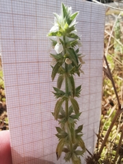 Sideritis romana romana