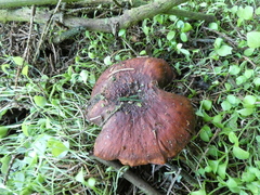Fungi