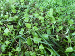 Claytonia perfoliata