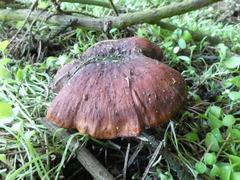 Fungi
