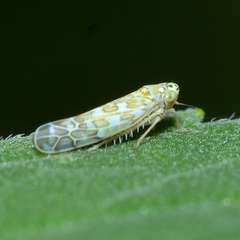 Eupteryx decemnotata