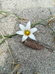 Romulea columnae rollii