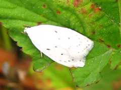 Scythropiodes approximans