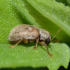 Demotina modesta