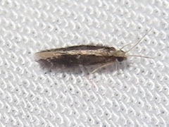 Orthotrichia