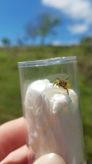 Andrena humilis