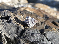 Nodilittorina pyramidalis