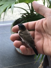 Spermestes cucullata