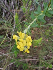 Liparia hirsuta
