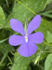 Viola cornuta