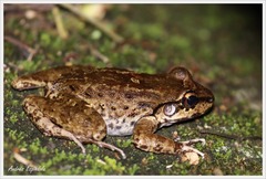 Thoropa miliaris
