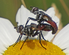 Cylindromyia bicolor