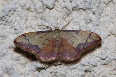 Idaea ostrinaria