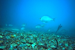 Parequula melbournensis