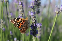 Vanessa cardui