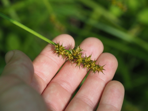 Carex laevivaginata iNat (1)