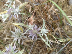 Eryngium aristulatum