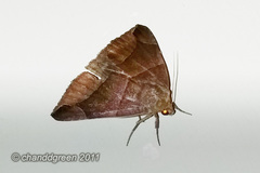 Bastilla maturescens