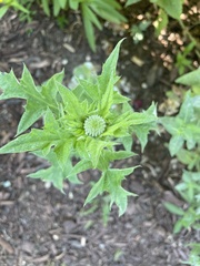 Echinops ritro