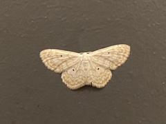 Idaea obfusaria