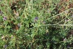 Medicago sativa