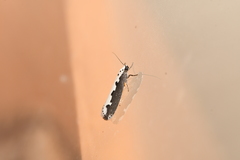 Ethmia bipunctella