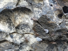 Coelopidae