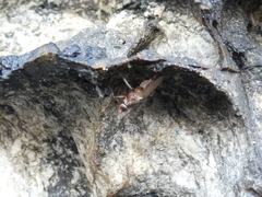 Coelopidae