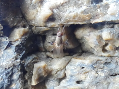 Coelopidae