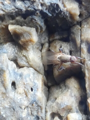 Coelopidae