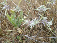 Eryngium aristulatum