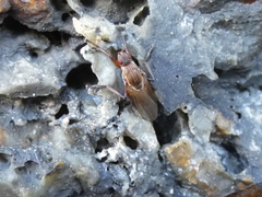 Coelopidae