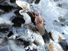 Coelopidae