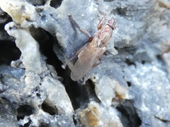 Coelopidae