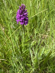 Dactylorhiza purpurella