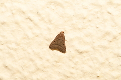 Bostra obsoletalis