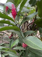 Alpinia purpurata