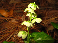 Pyrola japonica