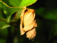 Leptapoderus rubidus