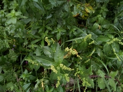 Mercurialis annua