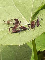 Leptoglossus macrophyllus