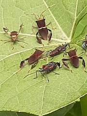 Leptoglossus macrophyllus