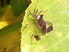 Leptoglossus macrophyllus