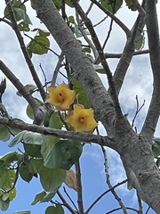Hibiscus tiliaceus tiliaceus