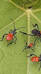Leptoglossus macrophyllus