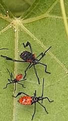 Leptoglossus macrophyllus