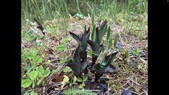 Epipactis atrorubens