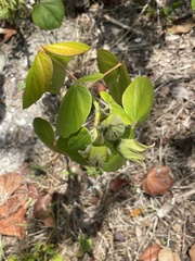 Hibiscus tiliaceus tiliaceus
